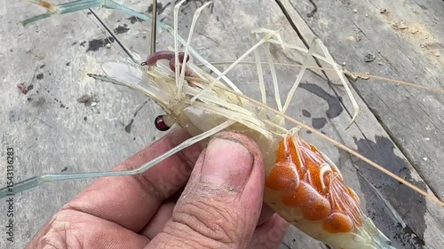 Shrimp lay eggs