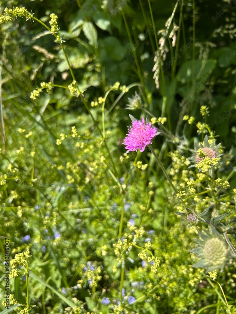 blooming meadow sable against the background of green grass
blooming meadow sable against the background of green grass