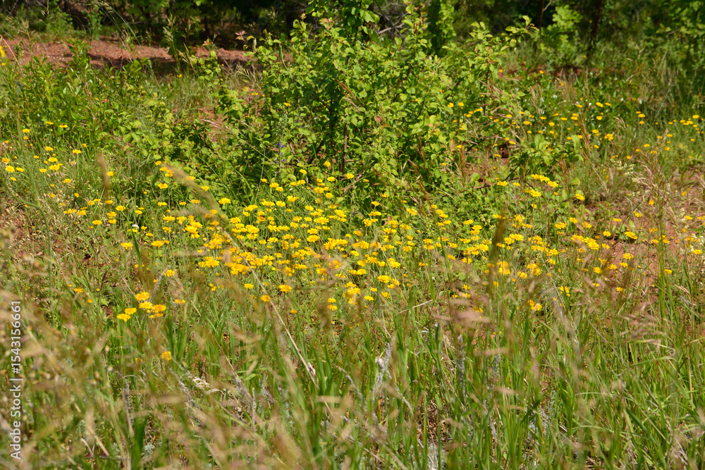 A field of yellow wildflowers basking in sunlight A field of yellow wildflowers basking in sunlight