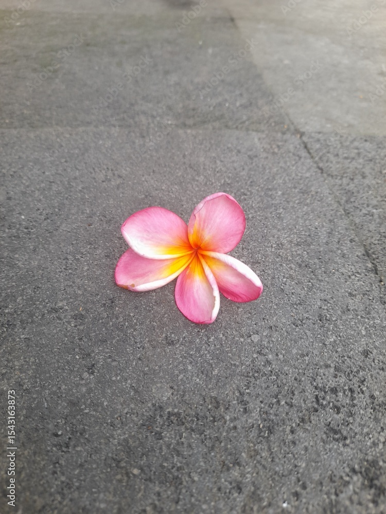 A vibrant pink frangipani flower lies on a dark textured stone pavement, creating a striking contrast between the soft petals and the rough background.


