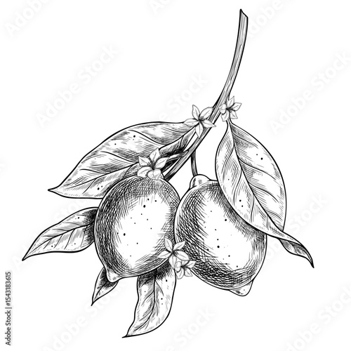 Vector illustration of ripe Lemons on a branch with detailed leaves and flowers. Classic ink style botanical drawing for organic labels or packaging. Black etching of Citrus plant for vintage design.