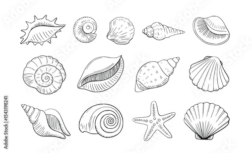 Seashells and Starfish Collection Hand Drawn Illustration Ocean Beach Summer Nature, silhouette