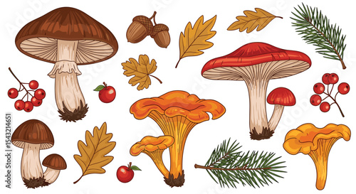 Autumnal Wild Mushrooms and Forest Elements in Vector Illustration Style Collection Set