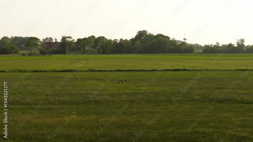 Wide open green field with a Harrier in flight, nature reserve in the Netherlands Wide open green field with a Harrier in flight, nature reserve in the Netherlands