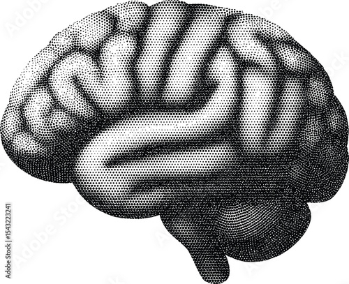 Human Brain Silhouette: An artistic monochrome rendering of the human brain, showcasing intricate folds and contours. Depicting a symbol of intellect and cognitive function.