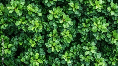 Wallpaper Mural Lush green foliage, dense leaves, vibrant texture Torontodigital.ca