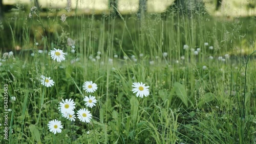 Wallpaper Mural 初夏の公園　白い野草の花 Torontodigital.ca