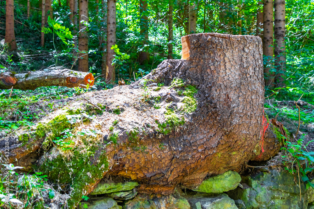 Fototapeta premium Sawn off tree stump trees stumps in the forest Tyrol Austria.
