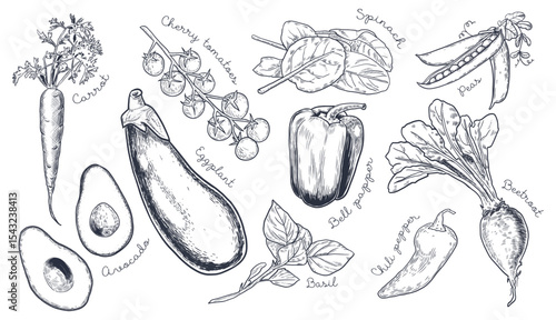 Engraved vegetable set with hand-drawn illustrations: spinach, beet, carrot, basil, avocado, bell pepper, chili, cherry tomatoes, peas, and eggplant. Perfect for menus, packaging, and eco branding.