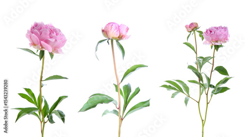 Set of beautiful pink peonies on white background