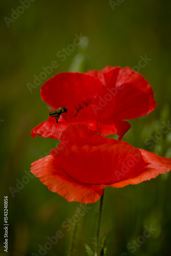 poppy in the meadow on a sunny day. Red poppy. Bee