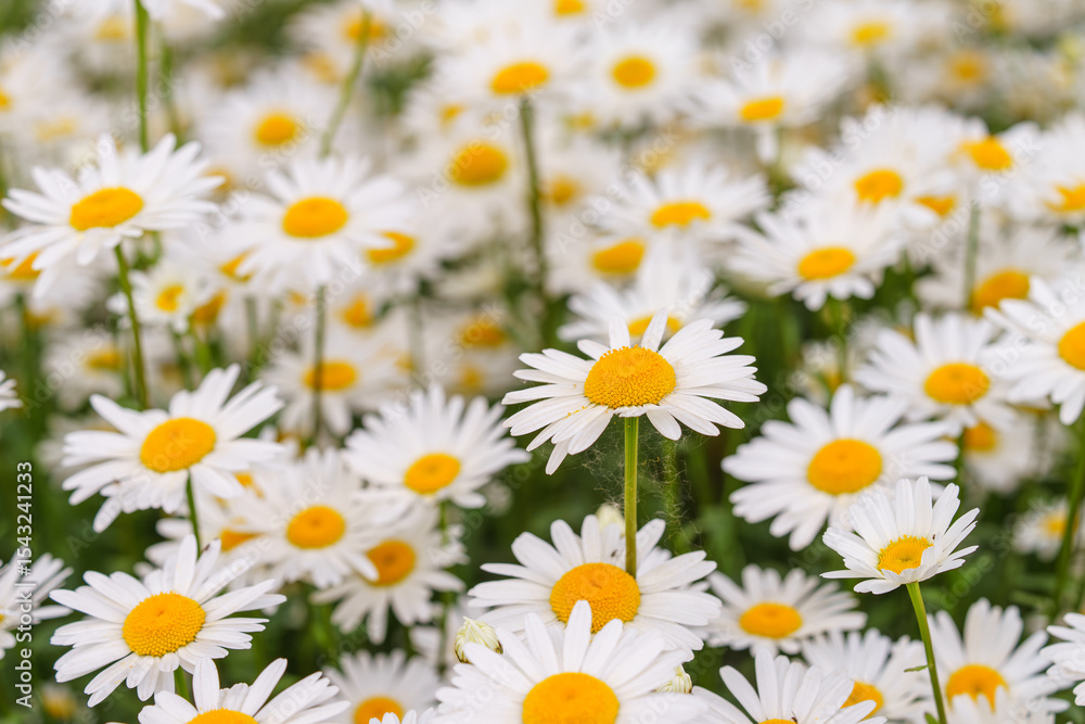 Cose up of blooming white daisies, chamomile with yellow centers growing in a lush meadow background. Oxeye daisy, Leucanthemum vulgare, Common daisy, Dog daisy. Gardening, plant breeding Cose up of blooming white daisies, chamomile with yellow centers growing in a lush meadow background. Oxeye daisy, Leucanthemum vulgare, Common daisy, Dog daisy. Gardening, plant breeding