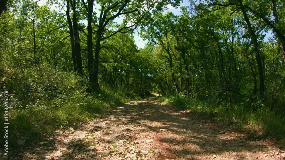Forest wellness slow motion nature walk therapeutic outdoor recreation Forest wellness slow motion nature walk therapeutic outdoor recreation