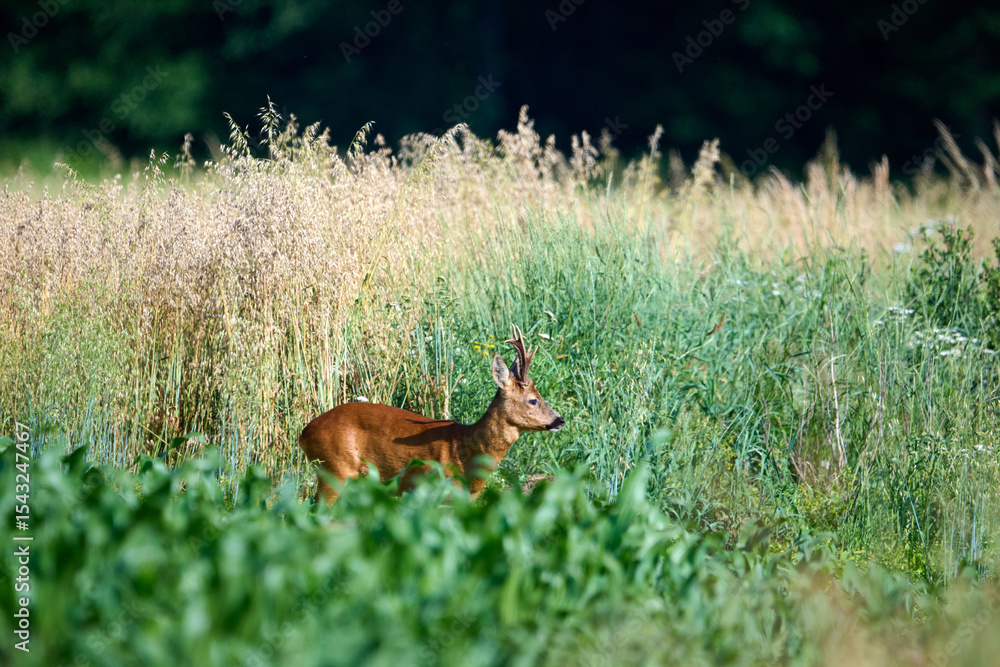 roedeer buck in a field roedeer buck in a field