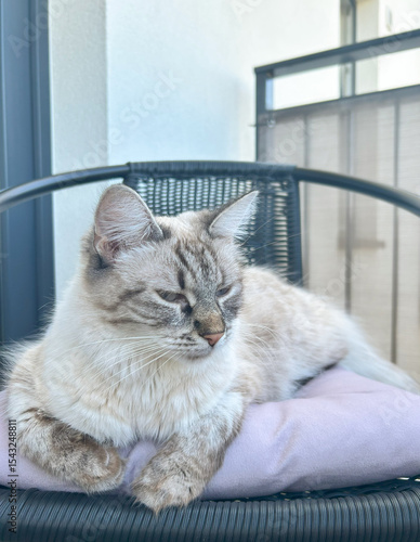 A white, fluffy kitten on a chair