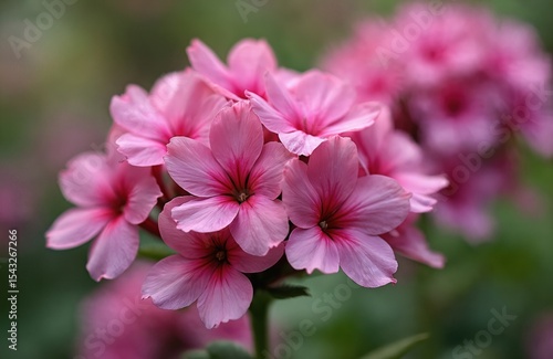 Close-up of pink phlox flowers in full bloom, spring or summer season. Vibrant blossoms in a garden, soft focus background. Ideal for floral design, botanical, gardening, wellness, beauty, nature.