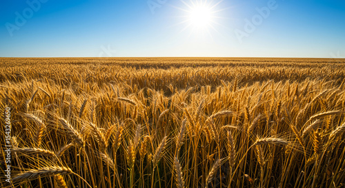 Golden Wheat Field Under Bright Summer Sun Vast Agricultural Landscape Ripe Harvest yellow