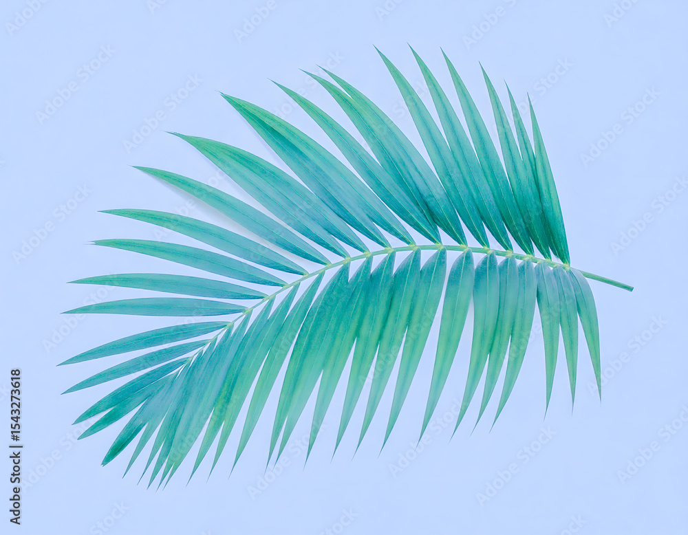 Fototapeta premium A crisp, isolated tropical palm leaf presented in flat lay style on a white background.