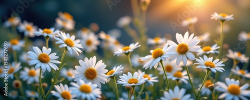 digital painting of chamomile flowers glowing with essential oils soothing insomnia and anxiety, serene natural scene.