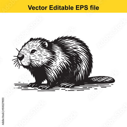 Engraved Illustration of a North American Beaver Standing on the Ground With its Textured Furry Body