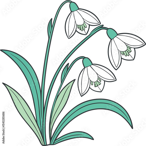  Colorful Snowdrop Vector Illustration. January Birth Flower set. Flat design floral graphic element for birthday.