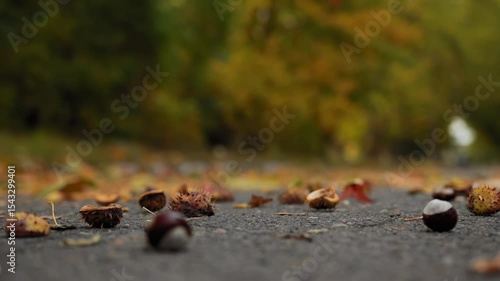 Overripe horse chestnut fruit falls on asphalt road with leaves in autumn park, piece of burr seed spills out. Cloudy weather. Slow motion x8, low angle view. End of September or early October