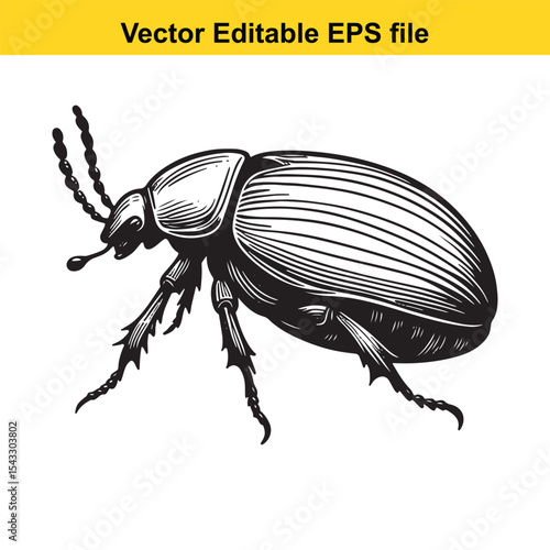 Detailed Black and White Illustration of a Scarab Beetle Emphasizing Intricate Anatomy and Textural Details in Vector Format