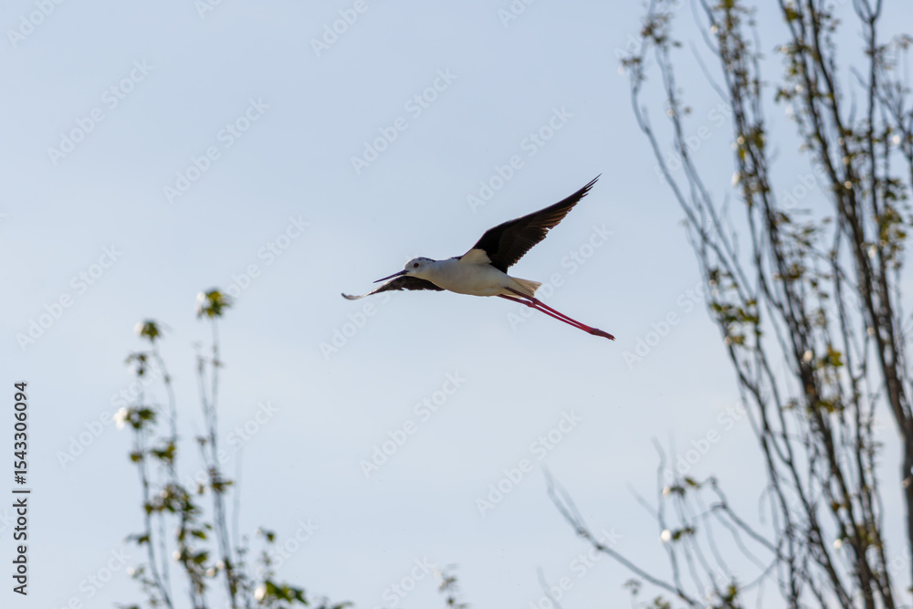 Obraz premium Black winged stilt flying with long pink legs and open wings