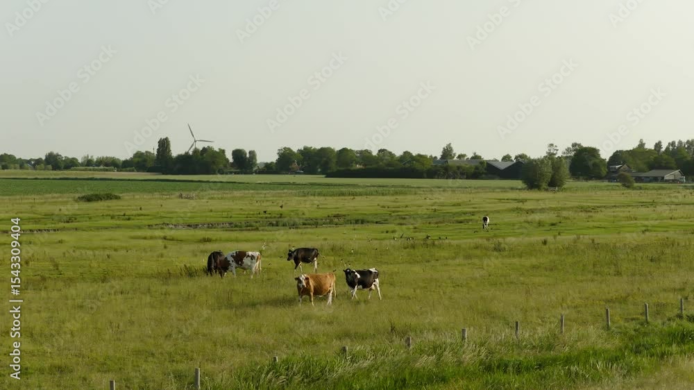 Cows grazing in wide green fields, Sint Laurens nature reserve, Netherlands Cows grazing in wide green fields, Sint Laurens nature reserve, Netherlands