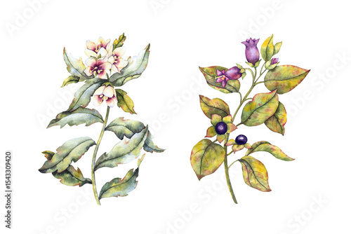 Photos Watercolor illustration of two poisonous plants green henbane with cream flowers and deadly nightshade belladonna with violet berries