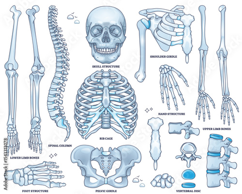 Skeletal system worksheet shows skull, rib cage, and pelvis in detailed outline for anatomy study. Outline style collection