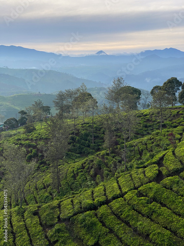 natural beauty in the morning