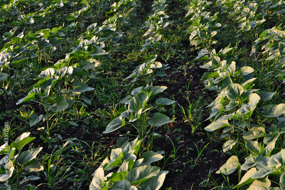 Fototapeta premium A field of young sunflowers growing under the sunlight in rows