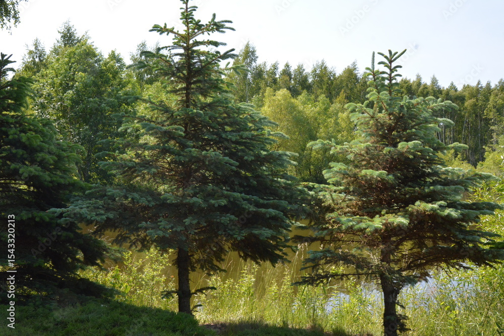 Fototapeta premium Evergreen trees on a sunny clearing in forest, natural landscape in daylight