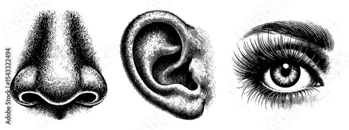 human facial features nose ear eye stippling illustration