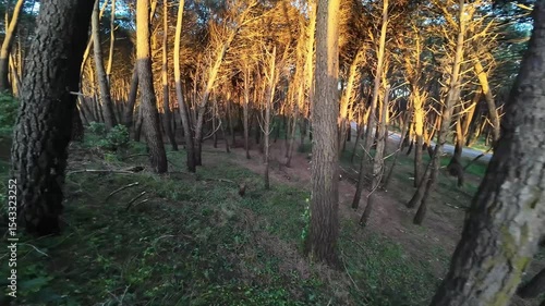 Nature, Coastal landscape, Ocean, Sea, Sand, Shore, Waves, Dunes, Cliff, Trees, Sunshine, Golden hour, Horizon, Tranquility, Scenic view, Wilderness, Seaside, Twilight, Breeze, Natural light, Outdoor 