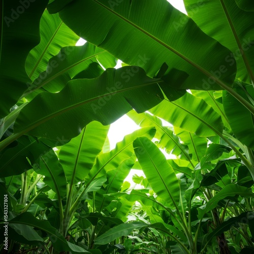 Lush Green Banana Leaves Under Bright Sunlight