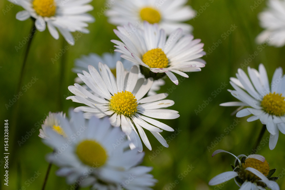 Close-up of daisy flowers in a green meadow Close-up of daisy flowers in a green meadow