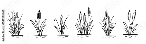 Outline swamp reed plant in water, wetland cattail, lake grass, hand drawn isolated illustration., Hand Drawn Cattail Botanical Vector in Line Art, Cattail Hand Drawn Vector Line vector illustration