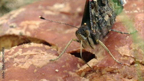 red admiral butterfly feeding on fallen fruit (close-up)