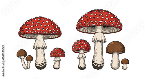 Exploring Diversity of Edible and Poisonous Wild Mushrooms in Natural Forest Environment