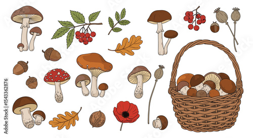 A Basket of Autumn Harvest Mushrooms and Other Forest Treasures in Nature