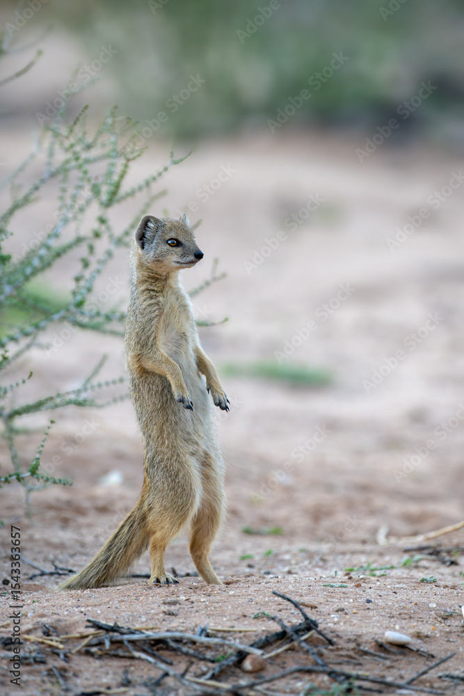 Fototapeta premium A yellow mongoose stands upright and surveys the environment for predators.
