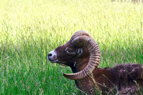 Fotografie mouflon in nature