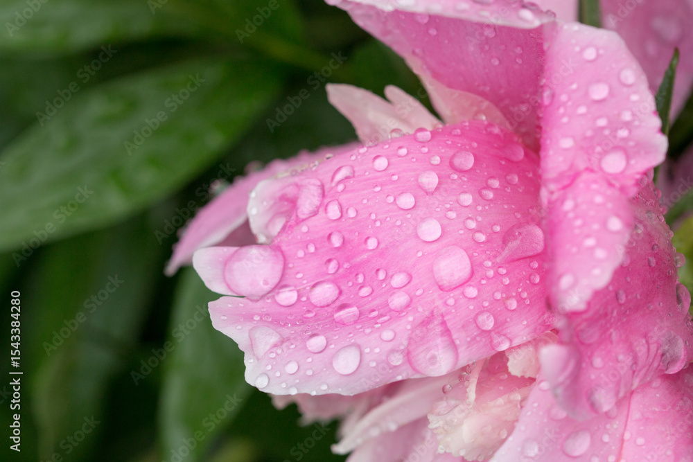 Beautiful shiny water droplets on flower petal peony macro. Drops of dew on a pink petal. Gentle soft elegant airy artistic image with soft focus Beautiful shiny water droplets on flower petal peony macro. Drops of dew on a pink petal. Gentle soft elegant airy artistic image with soft focus