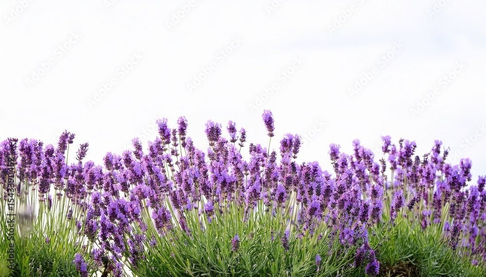 Naklejka premium lavender flowers blooming in a garden with white background