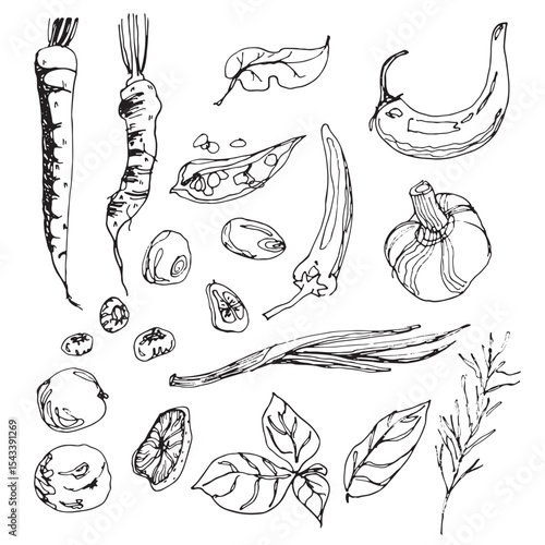 Hand drawn set of spices in vintage style, sketchy illustrations of herbs on white background
