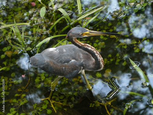 Nature Photography: Graceful Heron Wading in Lush Pond Water

