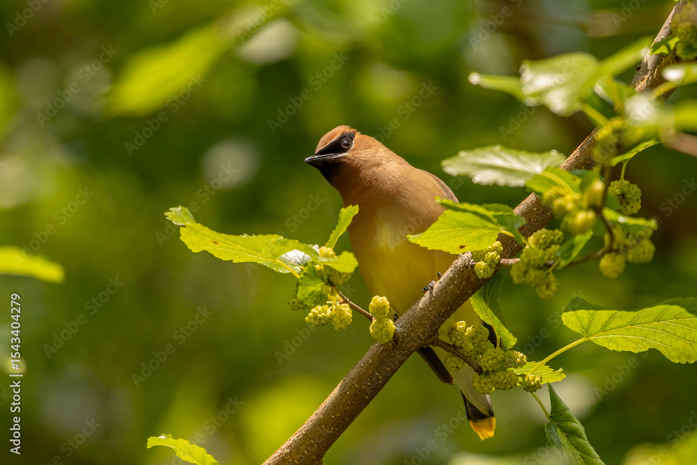 Fototapeta premium Cedar Waxwing perched in a Mulberry Tree