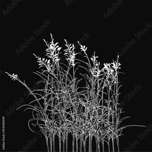 Tall grass illustrated in intricate black and white detail, with each blade and leaf sharply defined against a dark background. The stark contrast highlights the delicate textures and organic.